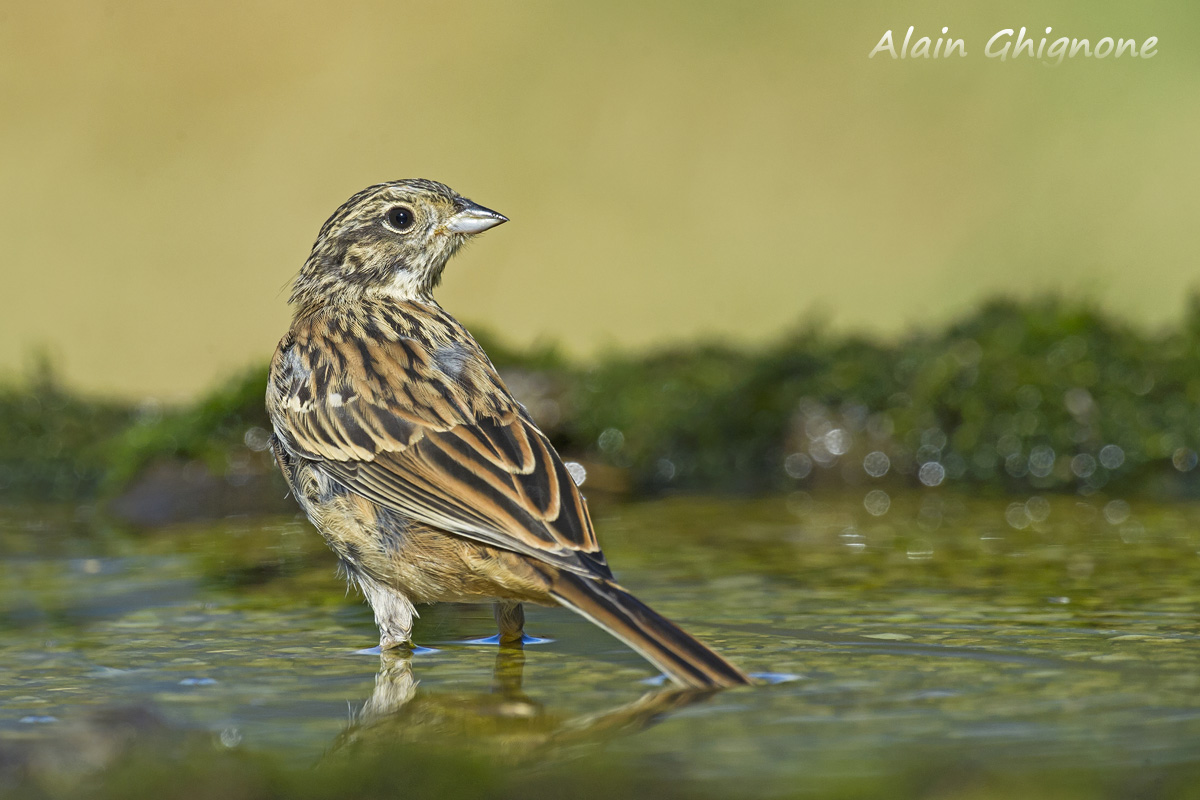 zigolo in cerca di identificazione